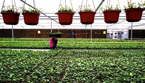 北京:大兴区开展现代农业转型花卉产业富乡村